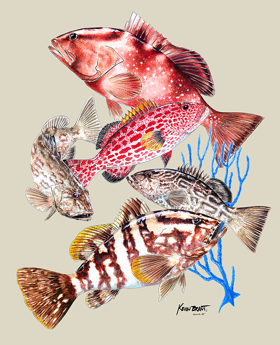 Grouper Montage by KEVIN BRANT Grouper Montage by KEVIN BRANT